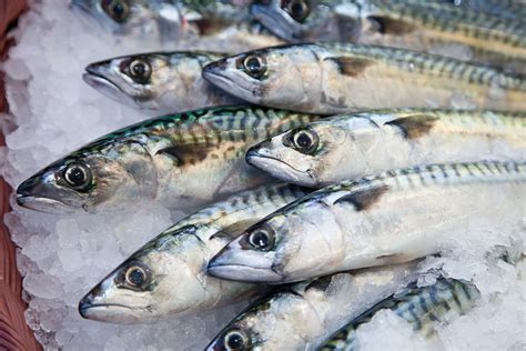Mackerel .